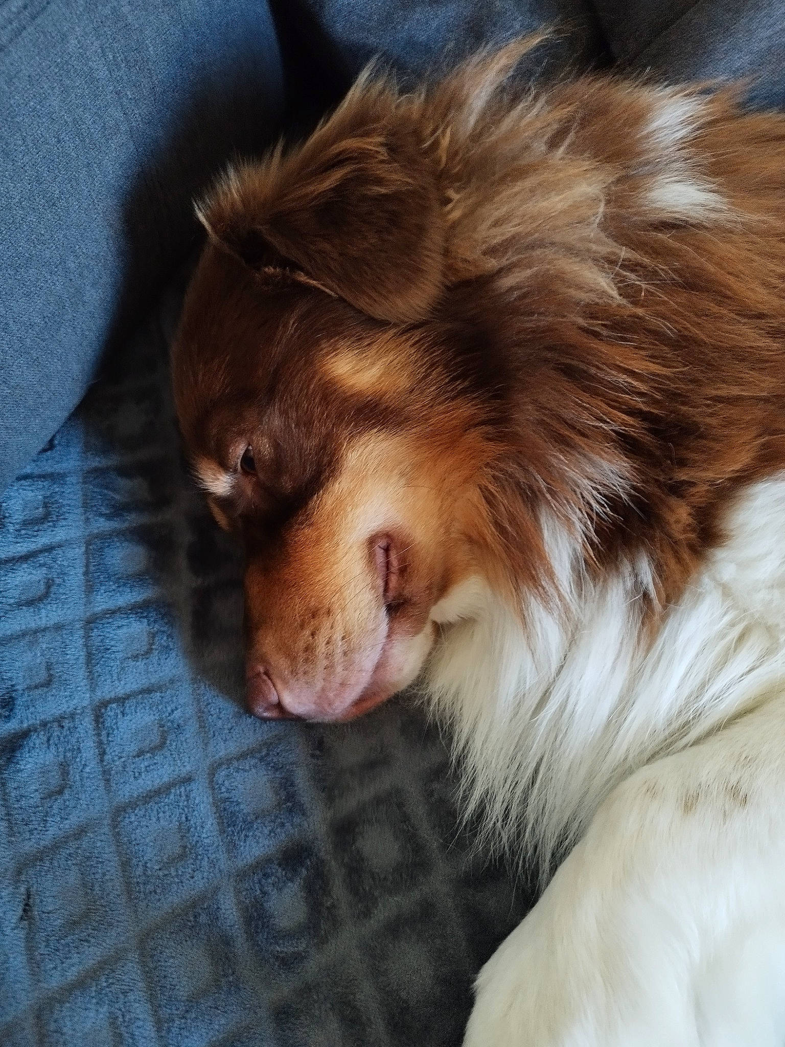 Soni participe au concours pour gagner de l'argent avec cette photo : canidae, carnivore, collie, companion_dog, dog_breed, fang, fawn, felidae, fur, german_spitz, liver, paw, rough_collie, sporting_group, terrestrial_animal, toy_dog, whiskers, yawn