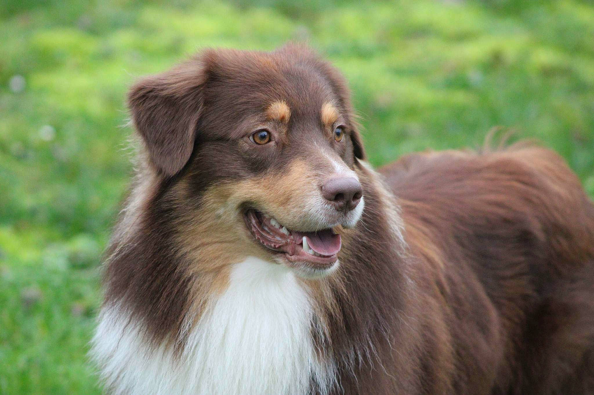 Soni a rejoint le concours — aidez-le/la à gagner de superbes lots ! border_collie, carnivore, companion_dog, dog, dog_breed, fang, grass, herding_dog, plant, terrestrial_animal, whiskers, working_dog