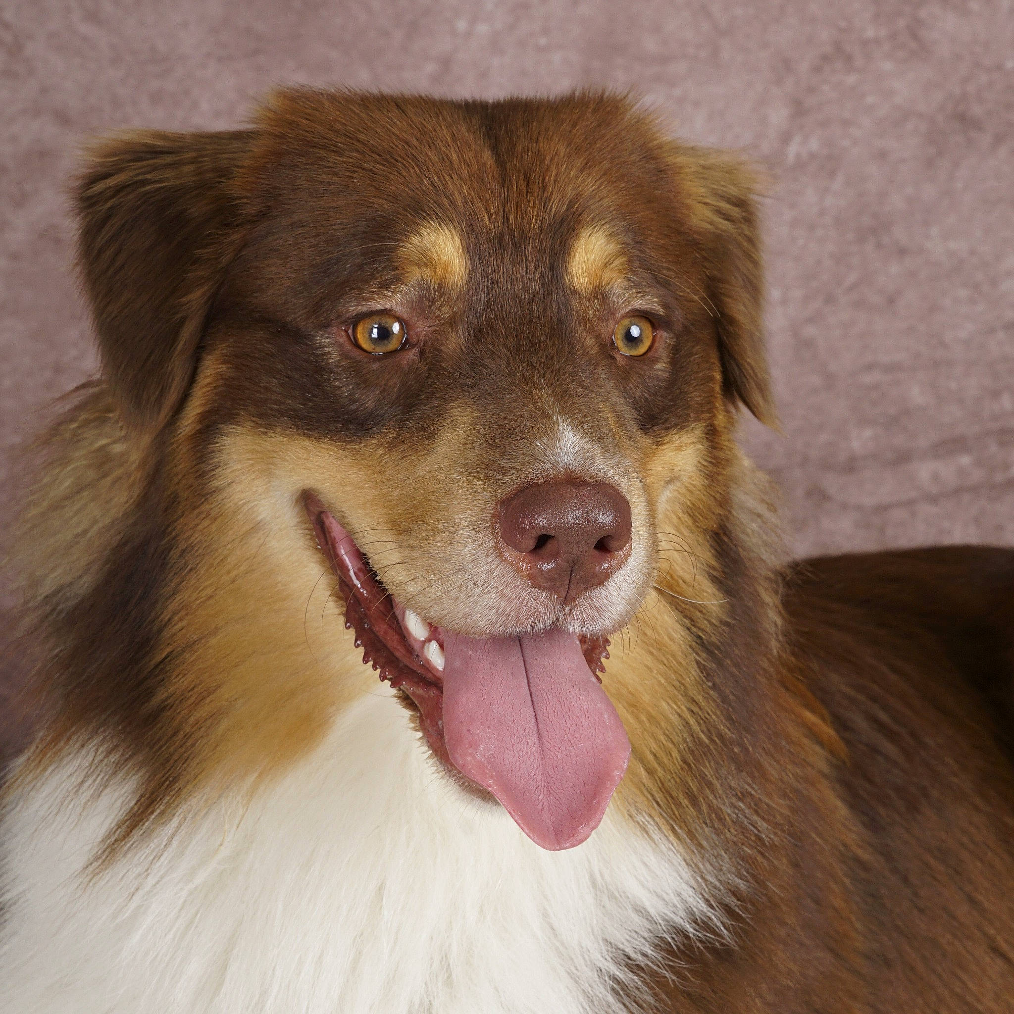 Soni participe au concours pour gagner de l'argent avec cette photo : ancient_dog_breeds, australian_shepherd, border_collie, carnivore, companion_dog, dog, dog_breed, fang, fur, herding_dog, jaw, liver, pet_supply, smile, snout, sporting_group, terrestrial_animal, whiskers, working_animal, working_dog