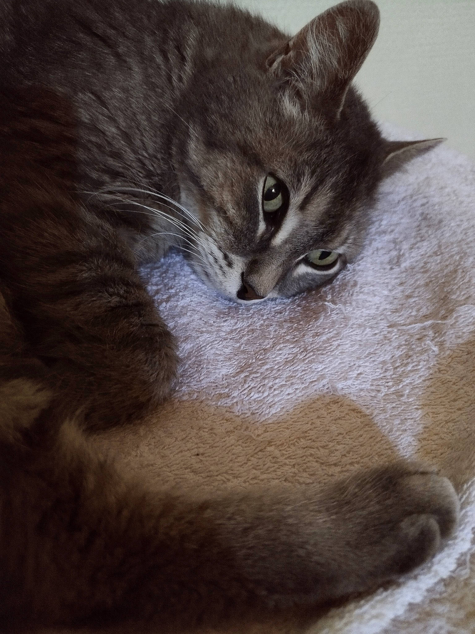 Gribouille a rejoint le concours — aidez-le/la à gagner de superbes lots ! carnivore, cat, comfort, domestic_short_haired_cat, felidae, fur, grey, paw, russian_blue, small_to_medium_sized_cats, snout, tail, terrestrial_animal, whiskers, wildlife, window