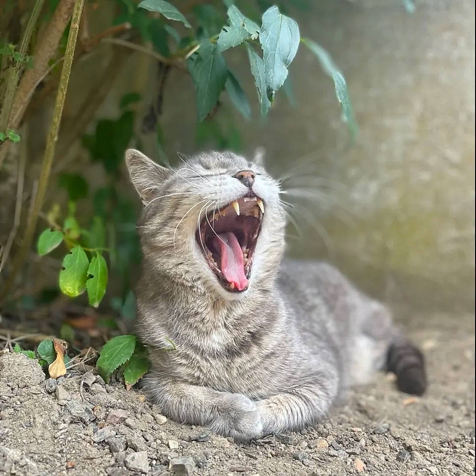 Gribouille participe au concours pour gagner de l'argent avec cette photo : carnivore, cat, claw, domestic_short_haired_cat, fang, felidae, fur, grass, paw, photo_caption, plant, roar, small_to_medium_sized_cats, smile, snout, tail, terrestrial_animal, whiskers, wildlife, yawn