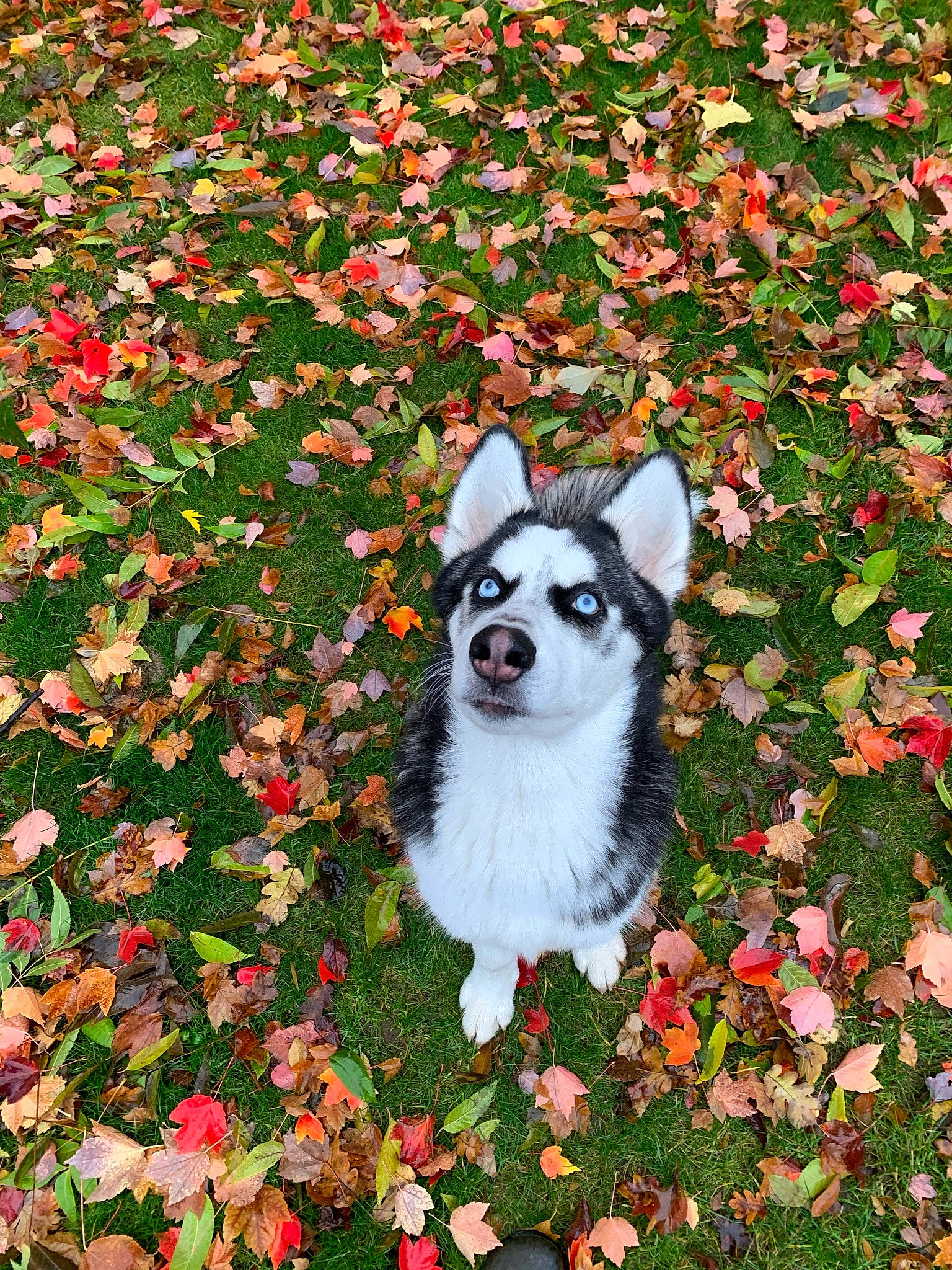 Floki joined the competition — help win amazing prizes! botany, carmine, carnivore, companion_dog, coquelicot, dog, dog_breed, dog_supply, fawn, flower, flowering_plant, grass, groundcover, herbaceous_plant, leaf, petal, plant, shrub, terrestrial_animal, tree