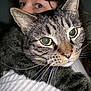 Jackie joined the competition — help win amazing prizes! animal, cat, close_up, curious, detail, ears, face, fur, green_eyes, indoor, looking, muzzle, nose, peeking, person, pet, portrait, tabby, texture, whiskers