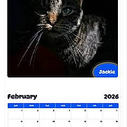 Jackie joined the competition — help win amazing prizes! 2026, animal, calendar, cat, close_up, dark_background, date, february, feline, light, month, page, pet, portrait, screen_capture, shadow, tabby_cat, text, website, whiskers