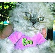 Boo joined the competition — help win amazing prizes!