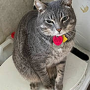 Rascal is registered to the contest to win money with this photo: cat, gray_tabby, pet, indoor, collar, tag, whiskers, fur, sitting, animal, closeup, cute, domestic_cat, feline, portrait, four_legs, ears, eyes, paw, tail