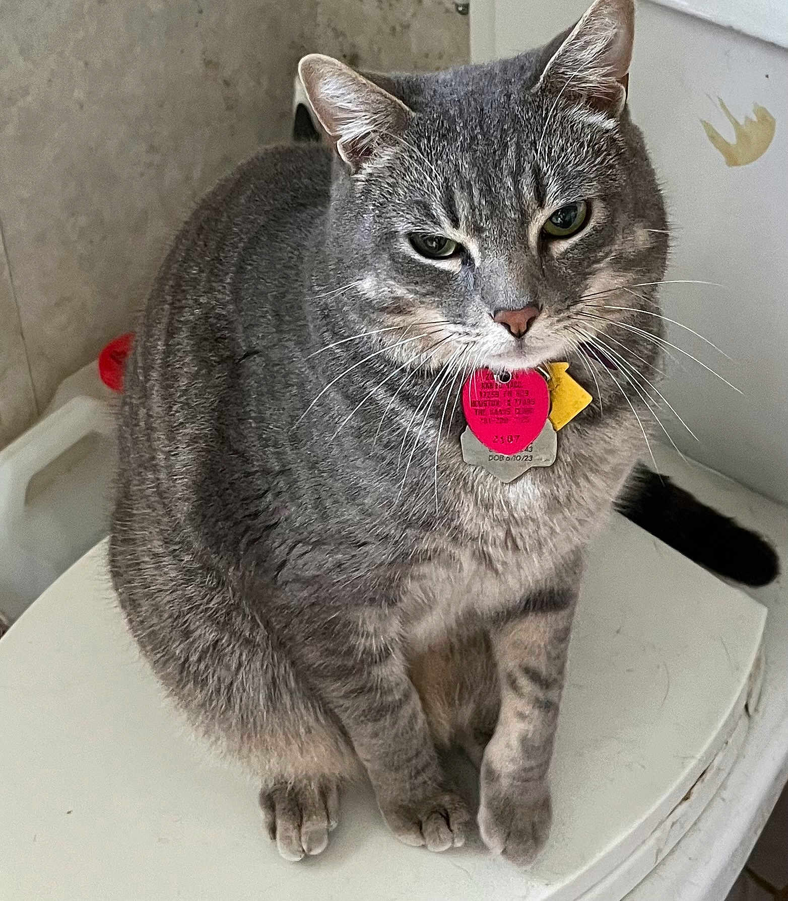 Rascal