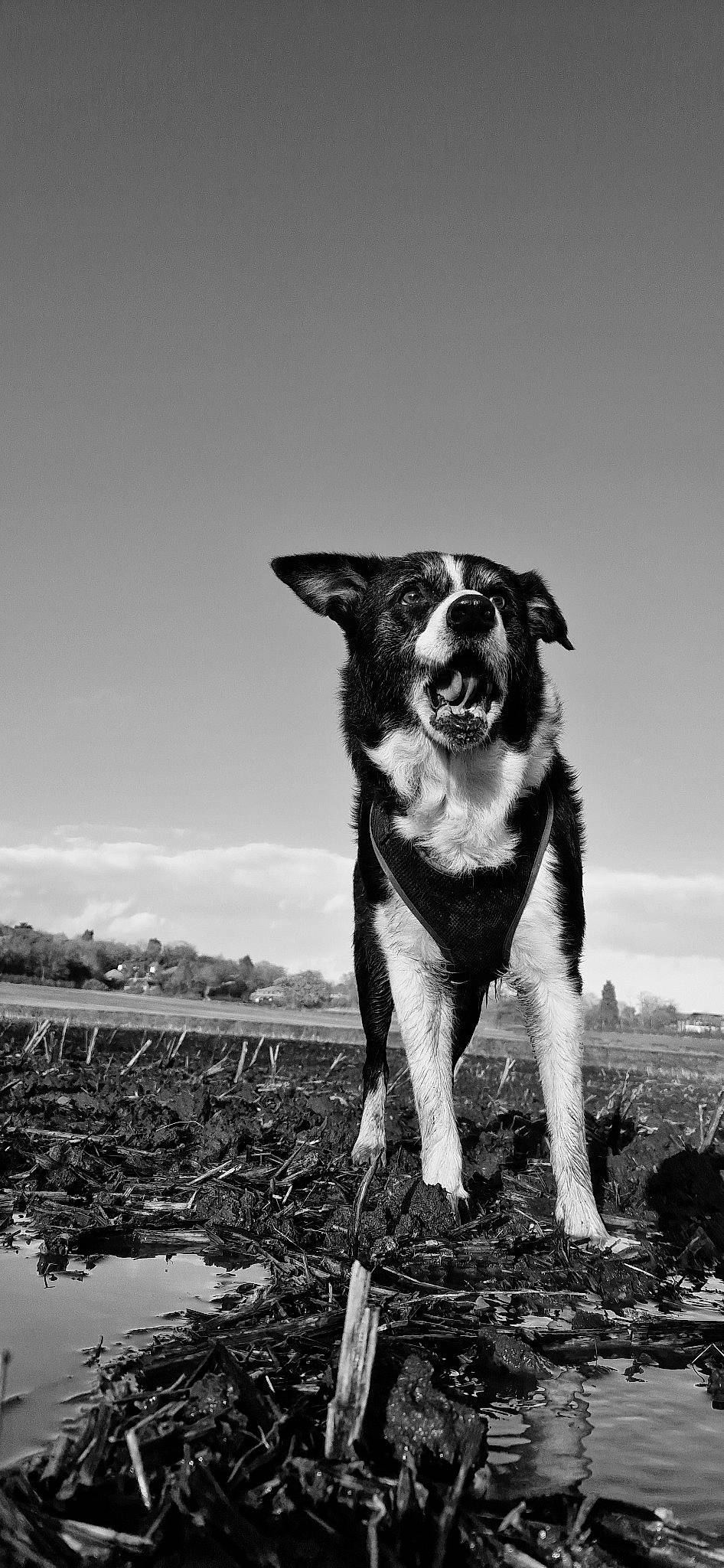 Charlie joined the competition — help win amazing prizes! black_and_white, canidae, carnivore, cloud, companion_dog, dog, dog_breed, flash_photography, grass, happy, landscape, monochrome, monochrome_photography, sky, snout, soil, sporting_group, style, water, working_animal