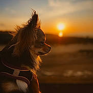 Viana a rejoint le concours — aidez-le/la à gagner de superbes lots ! dog, sunset, outdoor, animal, pet, fluffy, side_view, evening, nature, sky, calm, peaceful, fur, ears, silhouette, warm_light, portrait, small_dog, brown, cute