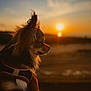 dog, sunset, outdoor, animal, pet, fluffy, side_view, evening, nature, sky, calm, peaceful, fur, ears, silhouette, warm_light, portrait, small_dog, brown, cute