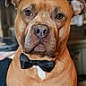 dog, bow_tie, brown_dog, pet, portrait, indoor, animal, close_up, mammal, cute, domestic_animal, friendly, alert, face, ears, fur, whiskers, collar, looking_at_camera, seated