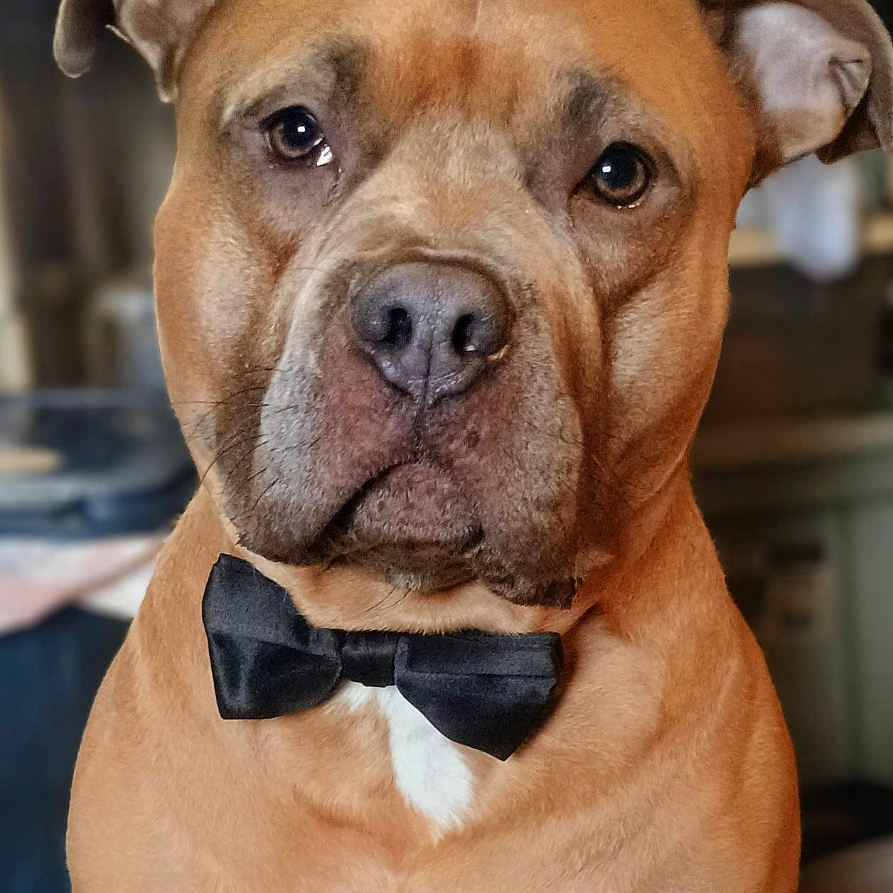 Karl joined the competition — help win amazing prizes! dog, bow_tie, brown_dog, pet, portrait, indoor, animal, close_up, mammal, cute, domestic_animal, friendly, alert, face, ears, fur, whiskers, collar, looking_at_camera, seated
