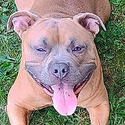 Karl joined the competition — help win amazing prizes! dog, canine, pet, outdoor, grass, tongue_out, happy, smiling, brown_fur, ears, lying_down, nature, animal, playful, summer, friendly, domestic_animal, snout, paws, tongue