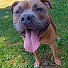 Karl joined the competition — help win amazing prizes! dog, brown_dog, tongue_out, happy_dog, outdoor, grass, trees, sunny_day, park, canine, pet, smiling_dog, nature, playful, animal, mammal, ears, four_legs, daylight, house