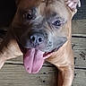 Karl is registered to the contest to win money with this photo: dog, canine, tongue_out, happy, pet, smiling, brown_fur, ears, face, animal, wooden_floor, closeup, tongue, playful, domestic_animal, looking_up, lying_down, friendly, cute, outdoor