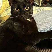 Miss Kitty joined the competition — help win amazing prizes! animal, bedspread, black_cat, cat, close_up, cozy, domestic, ears, feline, fur, furniture, home, indoor, pet, portrait, relaxed, resting, striped_pillow, whiskers, yellow_eyes