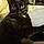 Miss Kitty