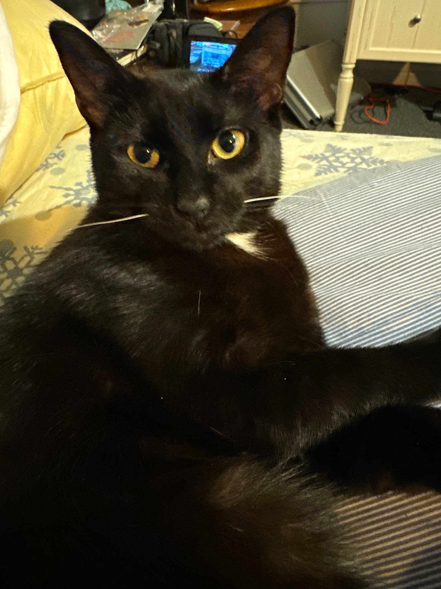 Miss Kitty joined the competition — help win amazing prizes! animal, bedspread, black_cat, cat, close_up, cozy, domestic, ears, feline, fur, furniture, home, indoor, pet, portrait, relaxed, resting, striped_pillow, whiskers, yellow_eyes