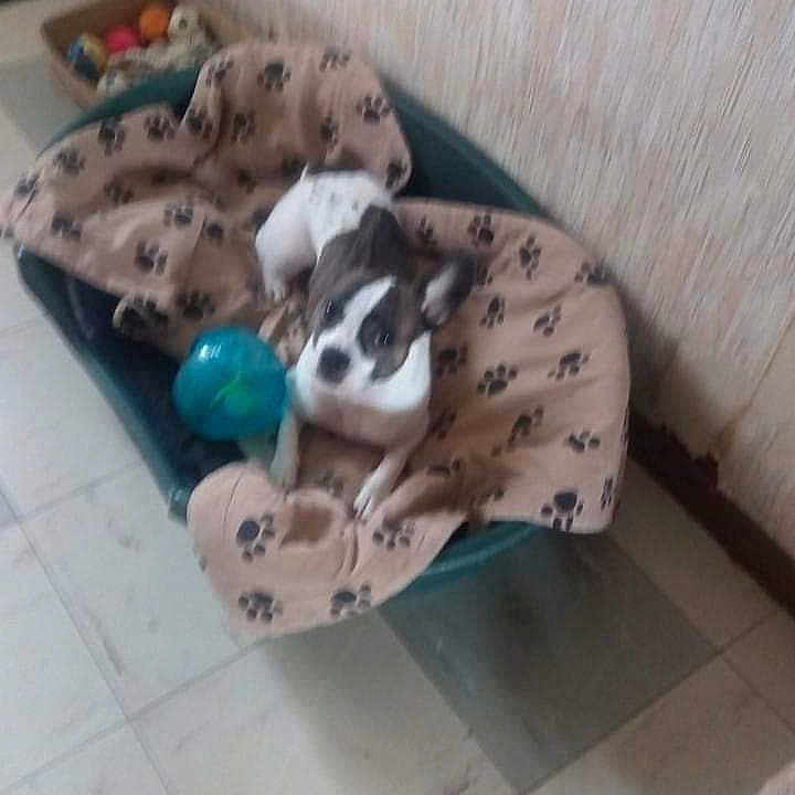 Mano