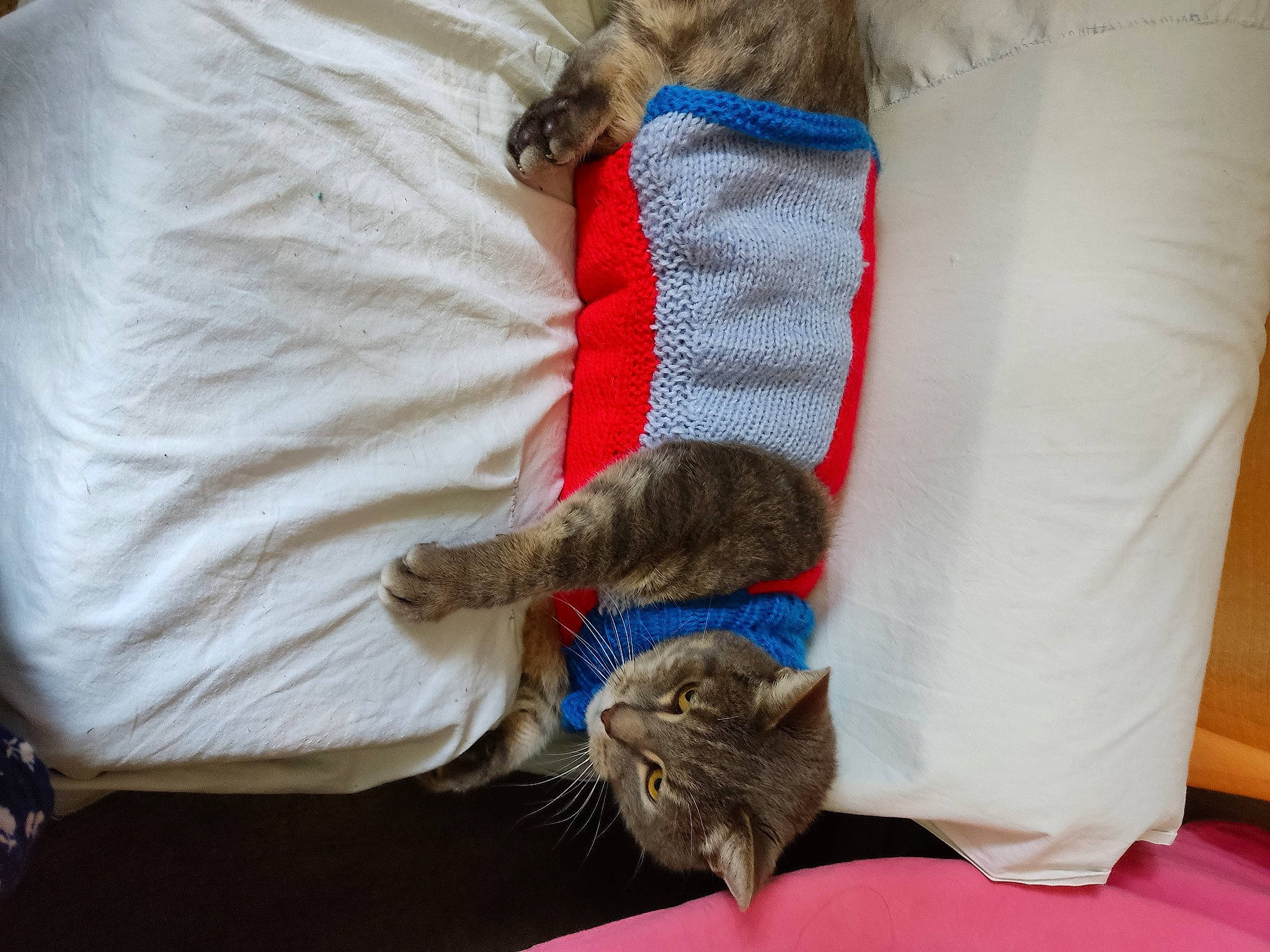 Mimi a rejoint le concours — aidez-le/la à gagner de superbes lots ! canidae, carnivore, cat, claw, comfort, dog_supply, domestic_short_haired_cat, electric_blue, fawn, felidae, fur, grey, linens, nap, sleep, sleeve, small_to_medium_sized_cats, tail, textile, whiskers