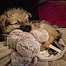 Rafal participe au concours pour gagner de l'argent avec cette photo : puppy, dog, stuffed_toy, blanket, cozy, sleepy, fur, pet, animal, cute, soft, resting, indoors, snuggle, comfort, toy, young_dog, warm_lighting, relaxation, closeup