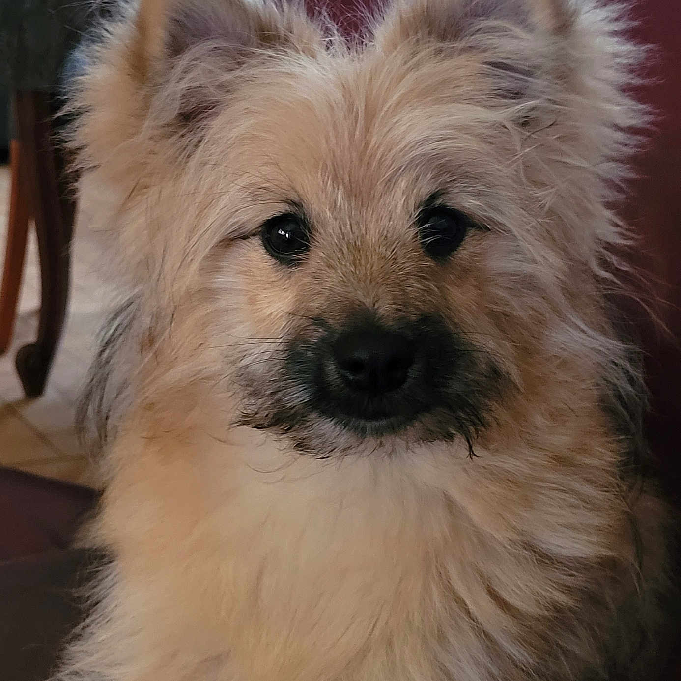 Rafal a rejoint le concours — aidez-le/la à gagner de superbes lots ! dog, pet, fluffy, fur, ears, animal, cute, indoor, portrait, canine, face, looking, adorable, mammal, friendly, companion, furry, brown, closeup, domestic