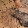 dog, fur, fluffy, tile_floor, brown, gray, pet, animal, lying_down, indoor, close_up, texture, hair, canine, flooring, relaxing, mammal, domestic_animal, no_face, resting