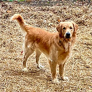 Arlow joined the competition — help win amazing prizes! dog, golden_retriever, outdoor, straw, animal, pet, canine, fur, tail, collar, nature, brown, standing, mammal, alert, grass, leaf, friendly, domestic_animal, companion