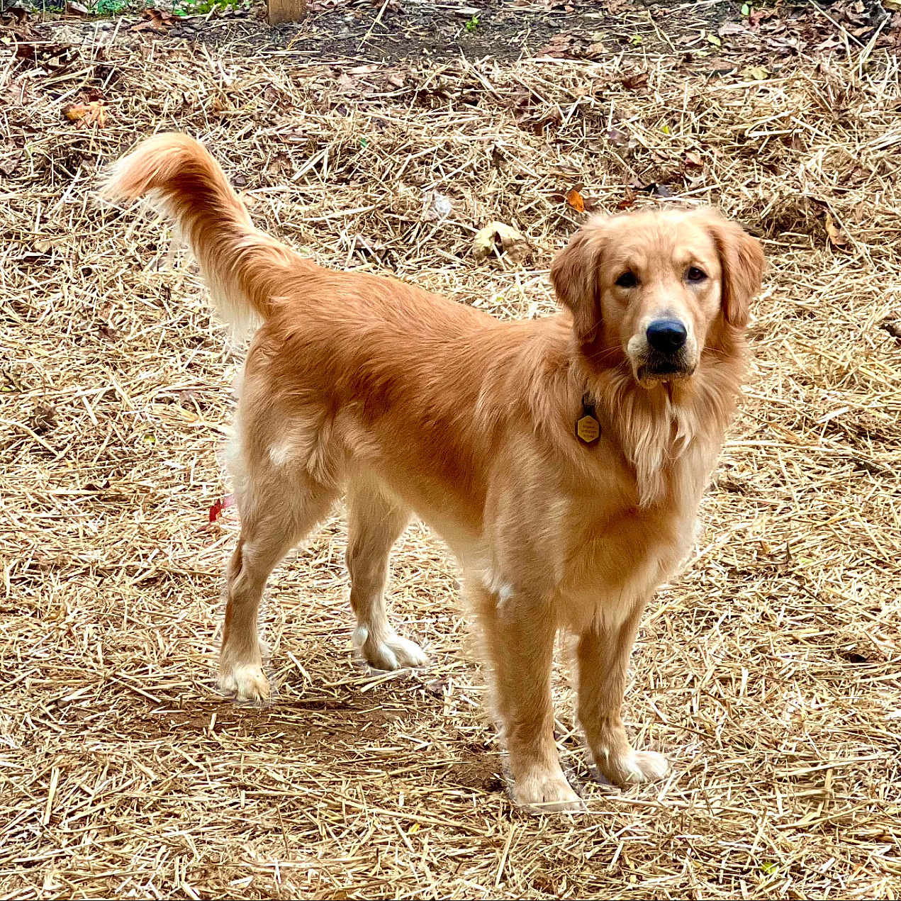 Arlow joined the competition — help win amazing prizes! alert, animal, brown, canine, collar, companion, dog, domestic_animal, friendly, fur, golden_retriever, grass, leaf, mammal, nature, outdoor, pet, standing, straw, tail