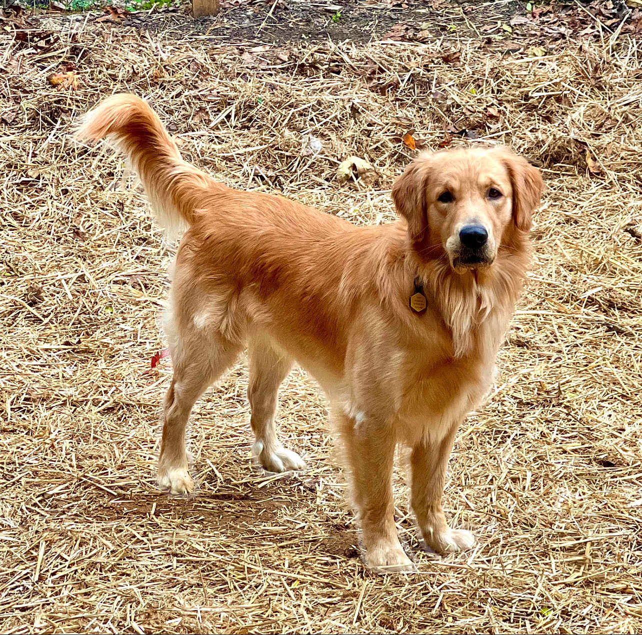 Arlow joined the competition — help win amazing prizes! dog, golden_retriever, outdoor, straw, animal, pet, canine, fur, tail, collar, nature, brown, standing, mammal, alert, grass, leaf, friendly, domestic_animal, companion
