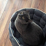 Petey joined the competition — help win amazing prizes! cat, black_cat, pet_bed, wooden_floor, indoor, cozy, feline, curious, animal, domestic_cat, fur, whiskers, ears, tail, looking_up, sitting, home, household, comfortable, cute