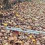 dog, leaves, autumn, fence, gate, metal, outdoor, nature, tree, brown, yellow, ground, pet, harness, small_dog, walking, leaf_litter, seasonal, park, adventure