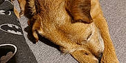 Maisie joined the competition — help win amazing prizes! dog, sleeping, couch, brown_fur, cozy, indoor, pet, resting, canine, fur, paw, relaxation, batman_logo, fabric, textile, home, animal, companion, nap, quiet