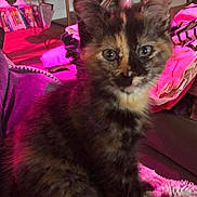 Oshi participe au concours pour gagner de l'argent avec cette photo : animal, blanket, books, bookshelf, cat, couch, cozy, cute, fur, furniture, home, indoor, kitten, lighting, pet, plant, purple_light, relaxing, shelf, tortoiseshell