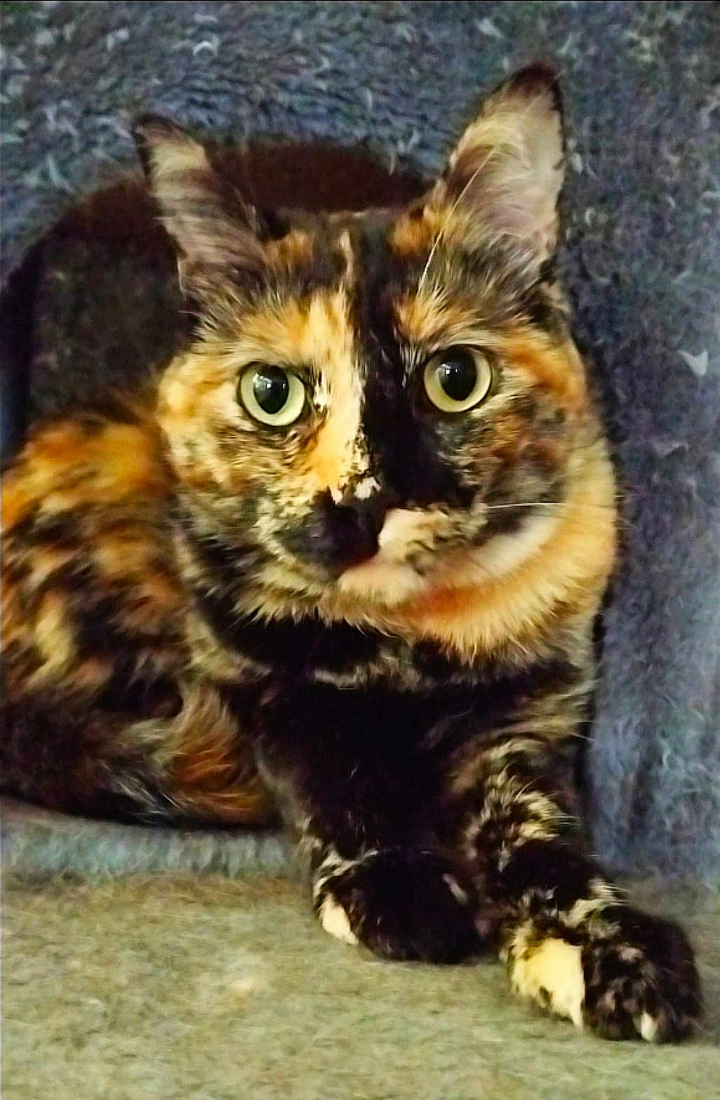 Oshi a rejoint le concours — aidez-le/la à gagner de superbes lots ! animal, cat, close_up, crossed_paws, cute, domestic_animal, ears, feline, fur, green_eyes, indoor, looking_at_camera, lying_down, paws, pet, portrait, resting, soft_surface, tortoiseshell_cat, whiskers