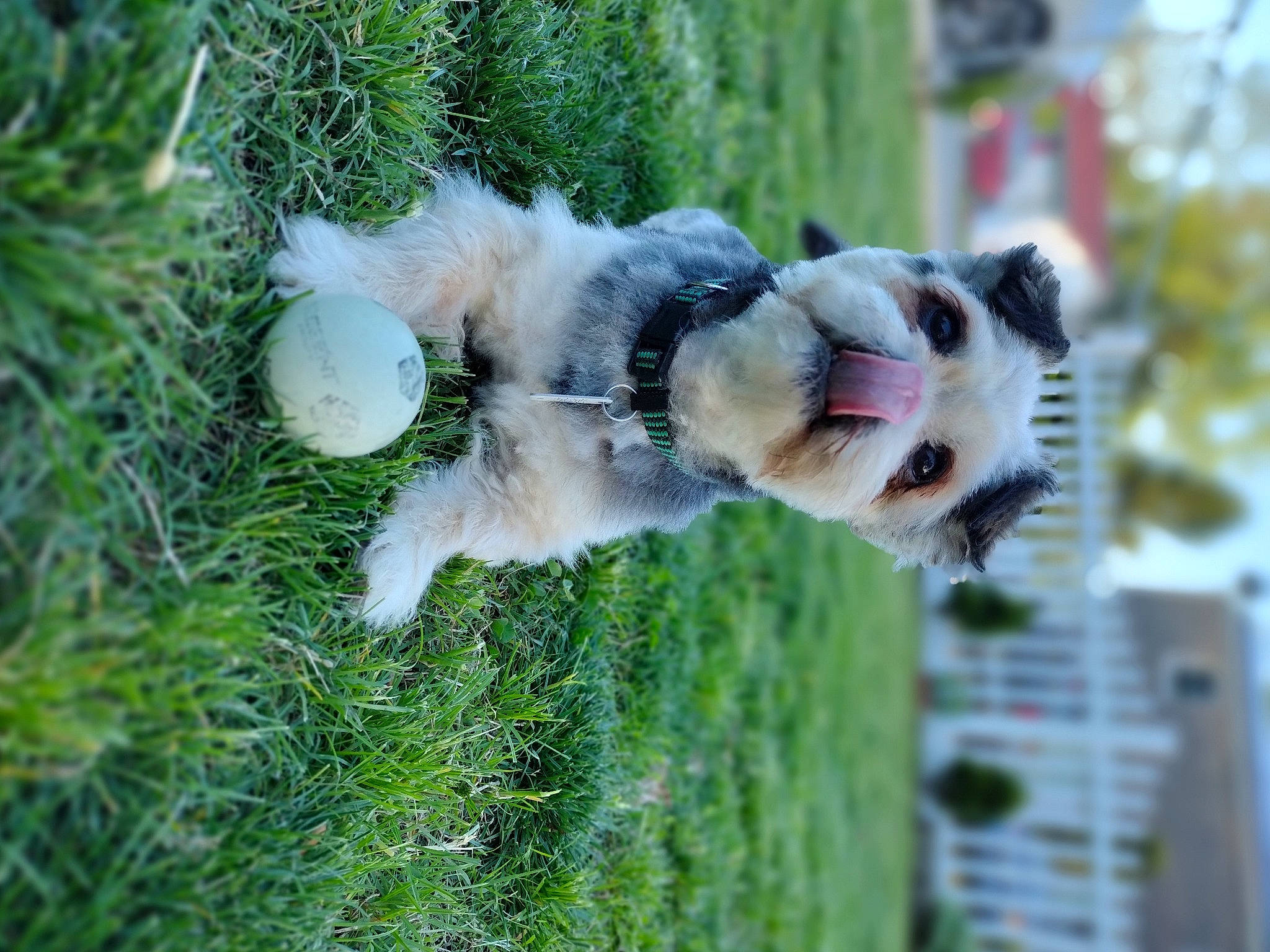 Fluffy joined the competition — help win amazing prizes! ball, carnivore, collar, companion_dog, conifer, dog, dog_breed, dog_collar, fawn, grass, green, leash, plant, sporting_group, tail, tree, water, whiskers, working_animal, working_dog