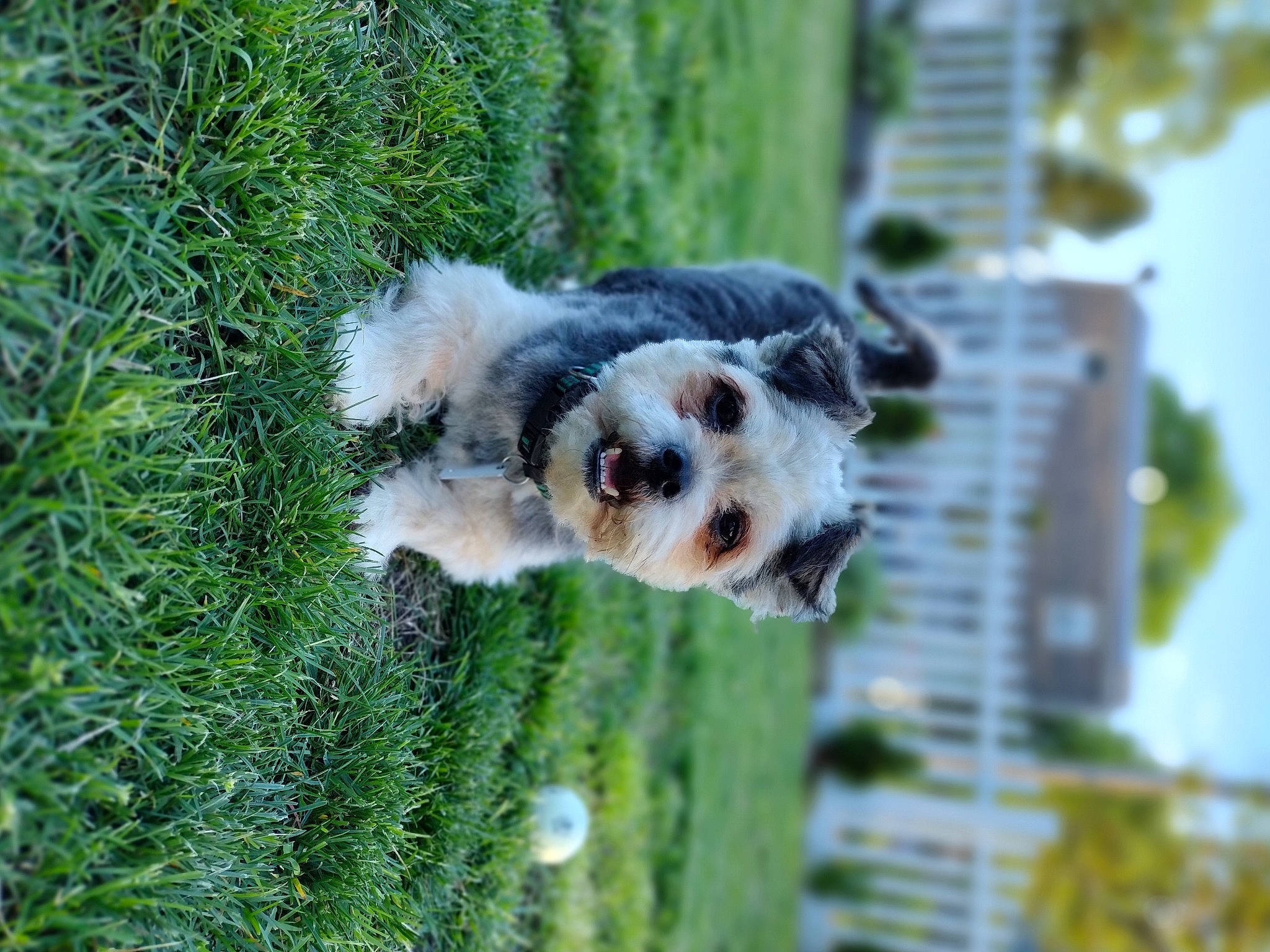 Fluffy joined the competition — help win amazing prizes! building, canidae, carnivore, companion_dog, dog, dog_breed, fawn, grass, green, mesh, pet_supply, plant, sky, snout, sporting_group, terrestrial_animal, terrier, toy_dog, working_animal, working_dog