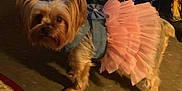 Safi Spice is registered to the contest to win money with this photo: dog, small_dog, yorkshire_terrier, pink_tutu, tutu, costume, pet, indoor, dim_lighting, brown_fur, long_ears, cute, looking_at_camera, portrait, floor, shadow, dress, bow, groomed, small_pet