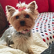 Safi Spice joined the competition — help win amazing prizes! dog, yorkshire_terrier, pet, small_dog, pink_bow, collar, id_tag, fur, ears, eyes, nose, bed, blanket, patterned_sheet, red_couch, indoor, closeup, portrait, cozy, cute