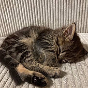 Stitch a rejoint le concours — aidez-le/la à gagner de superbes lots ! kitten, cat, sleeping, fur, tabby, cozy, cute, pet, animal, resting, paw, whiskers, closeup, soft, texture, indoor, napping, feline, young, adorable