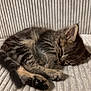 kitten, cat, sleeping, fur, tabby, cozy, cute, pet, animal, resting, paw, whiskers, closeup, soft, texture, indoor, napping, feline, young, adorable