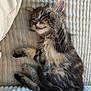 Stitch participe au concours pour gagner de l'argent avec cette photo : kitten, cat, tabby, sleepy, furry, pet, animal, cute, resting, paw, whiskers, indoor, blanket, soft, cozy, fur, striped, young, relaxed, closeup