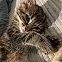 Stitch a rejoint le concours — aidez-le/la à gagner de superbes lots ! kitten, cat, fur, paw, close_up, sleepy, cute, pet, animal, whiskers, texture, blanket, soft, resting, indoor, cozy, young, feline, portrait, relaxed