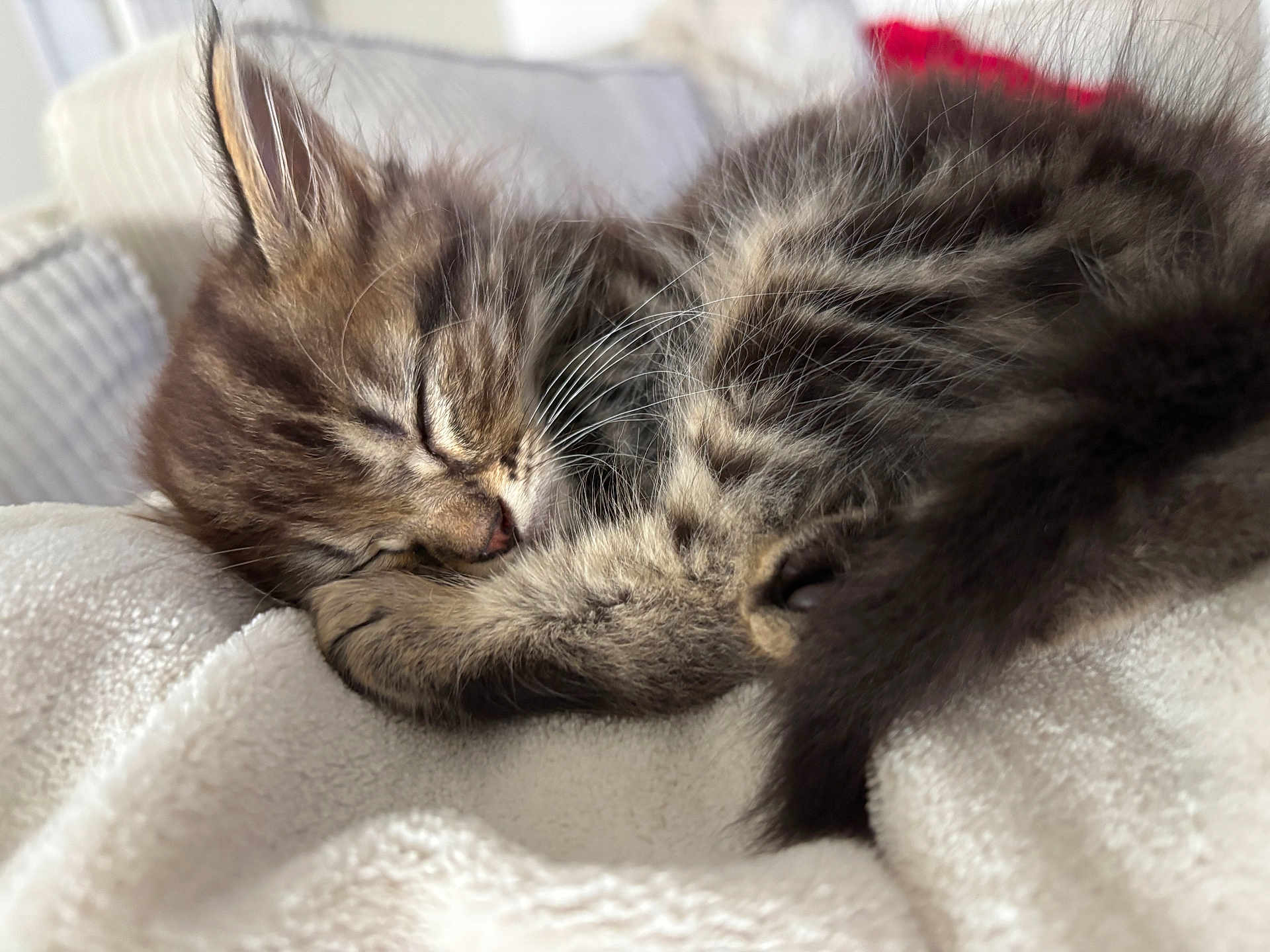 Stitch participe au concours pour gagner de l'argent avec cette photo : kitten, cat, sleeping, fur, tabby, cozy, blanket, soft, cute, pet, animal, resting, whiskers, indoor, closeup, relaxing, adorable, nap, feline, warm