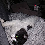 Easy a rejoint le concours — aidez-le/la à gagner de superbes lots ! cat, black_and_white, fluffy, blanket, couch, indoor, lamp, cushion, relaxing, pet, feline, fur, whiskers, green_eyes, cozy, resting, home, soft, sleepy, animal