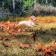 Charlie joined the competition — help win amazing prizes! animal, autumn, brown, canine, daylight, dog, fall, fence, grass, green, leaves, nature, outdoor, peaceful, pet, puppy, quiet, relaxing, sunlight, yard