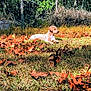 animal, autumn, brown, canine, daylight, dog, fall, fence, grass, green, leaves, nature, outdoor, peaceful, pet, puppy, quiet, relaxing, sunlight, yard