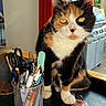 Misha a rejoint le concours — aidez-le/la à gagner de superbes lots ! accessories, animal, bag, brush, cat, computer, desk, device, electronics, furniture, handbag, laptop, manx, pc, pet, scissors, table, text, tool, wood