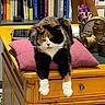 Misha participe au concours pour gagner de l'argent avec cette photo : animal, architecture, bookcase, building, cat, couch, cushion, drawer, furniture, hardwood, homedecor, indoors, interiordesign, kitten, livingroom, pet, scissors, shelf, stainedwood, wood