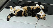 Misha a rejoint le concours — aidez-le/la à gagner de superbes lots ! animal, architecture, building, cat, couch, electronics, furniture, indoors, interiordesign, kitten, livingroom, manx, person, pet, room, slate, sleeping, table, tile, wood
